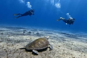 El Médano, Teneriffa: Einführung ins Tauchen für Anfänger