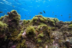 El Médano, Teneriffa: Einführung ins Tauchen für Anfänger