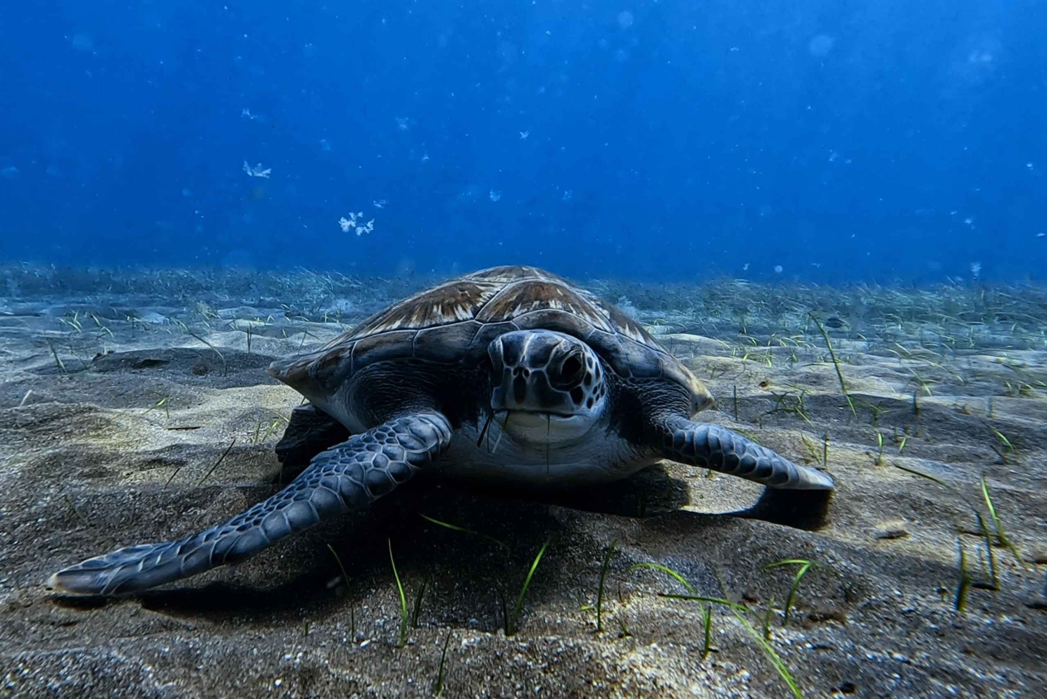 El Médano, Tenerife : Curso de Mergulhador de Águas Abertas