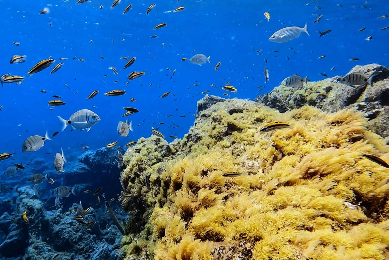 El Médano, Tenerife : Curso de Mergulhador de Águas Abertas