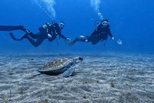 El Médano, Tenerife: Dykkerkursus i åbent vand