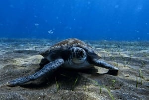 El Médano, Tenerife : Curso de Mergulhador de Águas Abertas