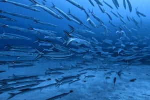 El Médano, Tenerife : Curso de Mergulhador de Águas Abertas