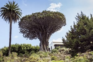 Tour esclusivi a Tenerife: scoprite l'isola in tutta comodità