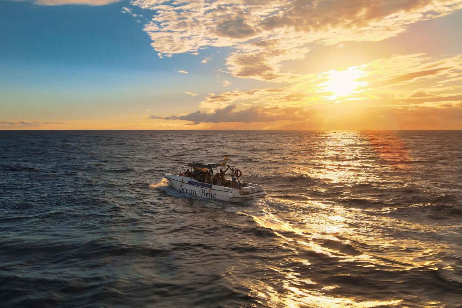 Wycieczka, aby zobaczyć wieloryby – 3 godziny