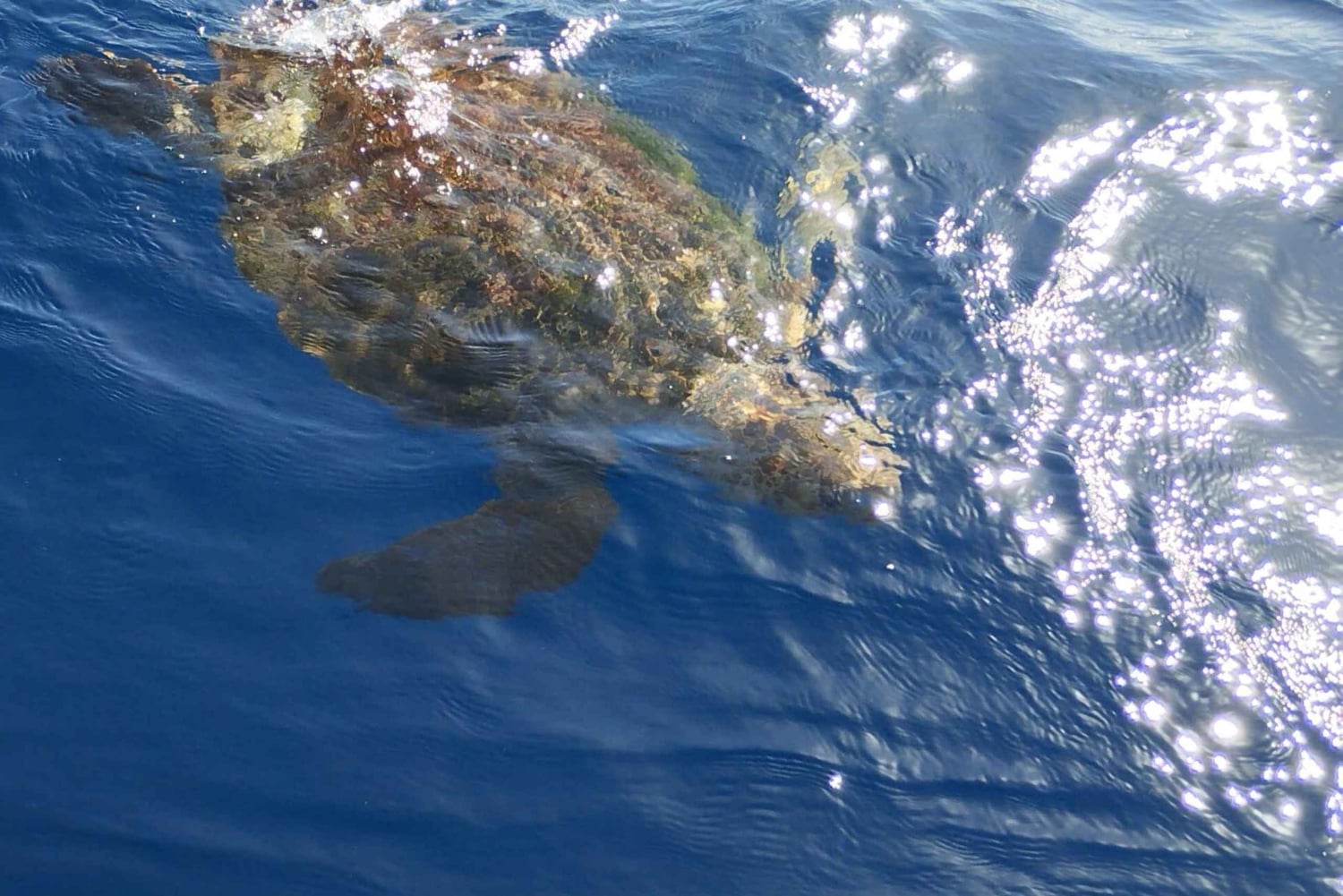 Wycieczka, aby zobaczyć wieloryby – 3 godziny