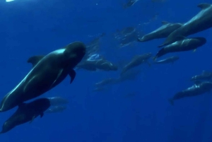 Wycieczka, aby zobaczyć wieloryby – 3 godziny