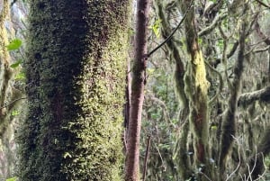 Découvrez les trésors cachés d'Anaga. Prise en charge GRATUITE.