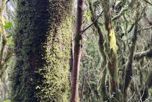 Udforsk Anagas skjulte perler. GRATIS afhentning.