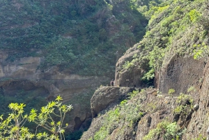 Découvrez les trésors cachés d'Anaga. Prise en charge GRATUITE.
