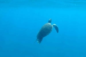 Explore the ocean - Snorkeling for Beginners Los Cristianos