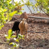 Finca Tres Roques