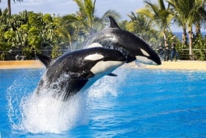 De Gran Canaria : excursion d'une journée à Loro Parque Tenerife