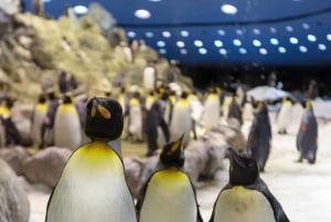 De Gran Canaria : excursion d'une journée à Loro Parque Tenerife