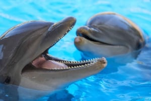 De Gran Canaria : excursion d'une journée à Loro Parque Tenerife
