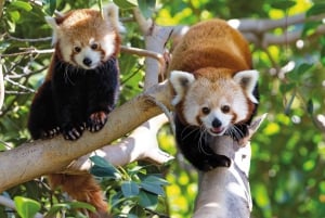 De Gran Canaria : excursion d'une journée à Loro Parque Tenerife