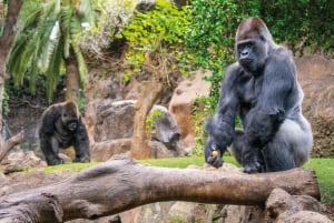 De Gran Canaria : excursion d'une journée à Loro Parque Tenerife