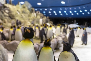 From Gran Canaria: Day Trip to Loro Parque Tenerife