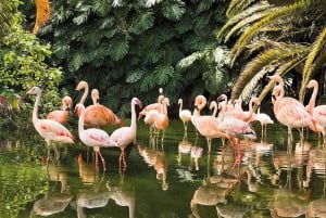 From Gran Canaria: Day Trip to Loro Parque Tenerife