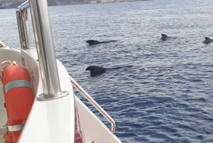 Tenerife: Eco-Yacht Whale and Dolphin Watching and Swimming