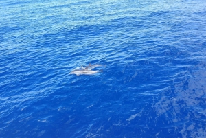 Tenerife: Eco-Yacht Whale and Dolphin Watching and Swimming
