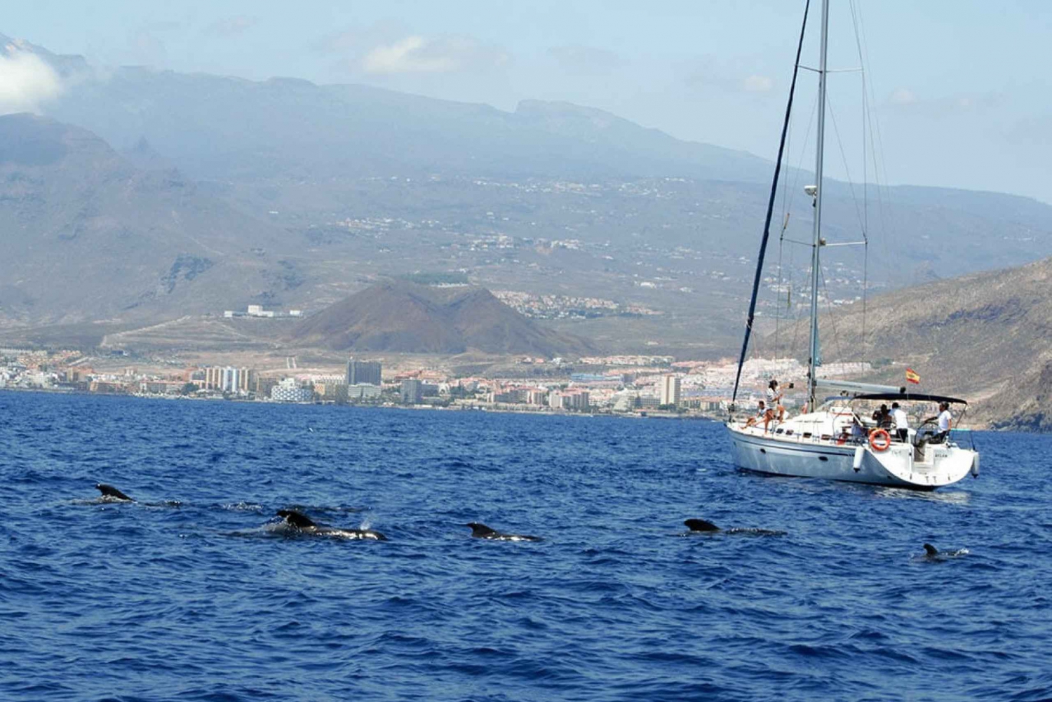 From Los Gigantes: Whale Watching Sailboat Cruise