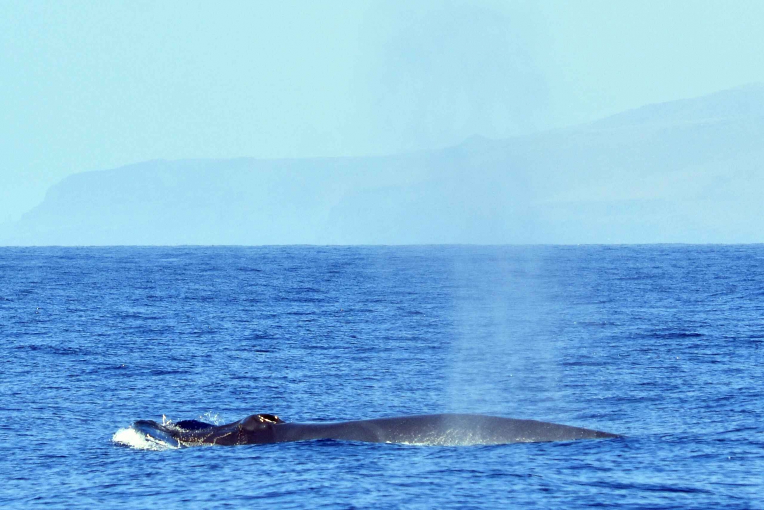 From Los Gigantes: Whale Watching Sailboat Cruise