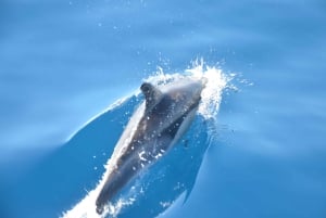 From Morro Jable: Dolphin and Whale Watching and Snorkelling