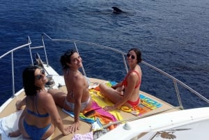 From Playa San Juan: Whale Watching, Gigantes, and Masca Bay