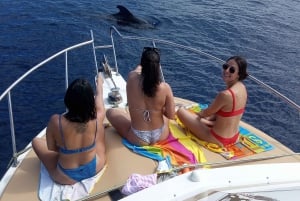 From Playa San Juan: Whale Watching, Gigantes, and Masca Bay