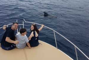 From Playa San Juan: Whale Watching, Gigantes, and Masca Bay