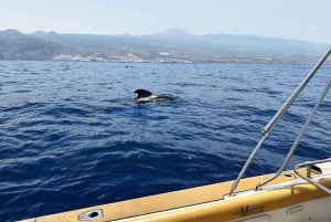 Desde Playa San Juan: Avistamiento de ballenas, Gigantes y Bahía Masca