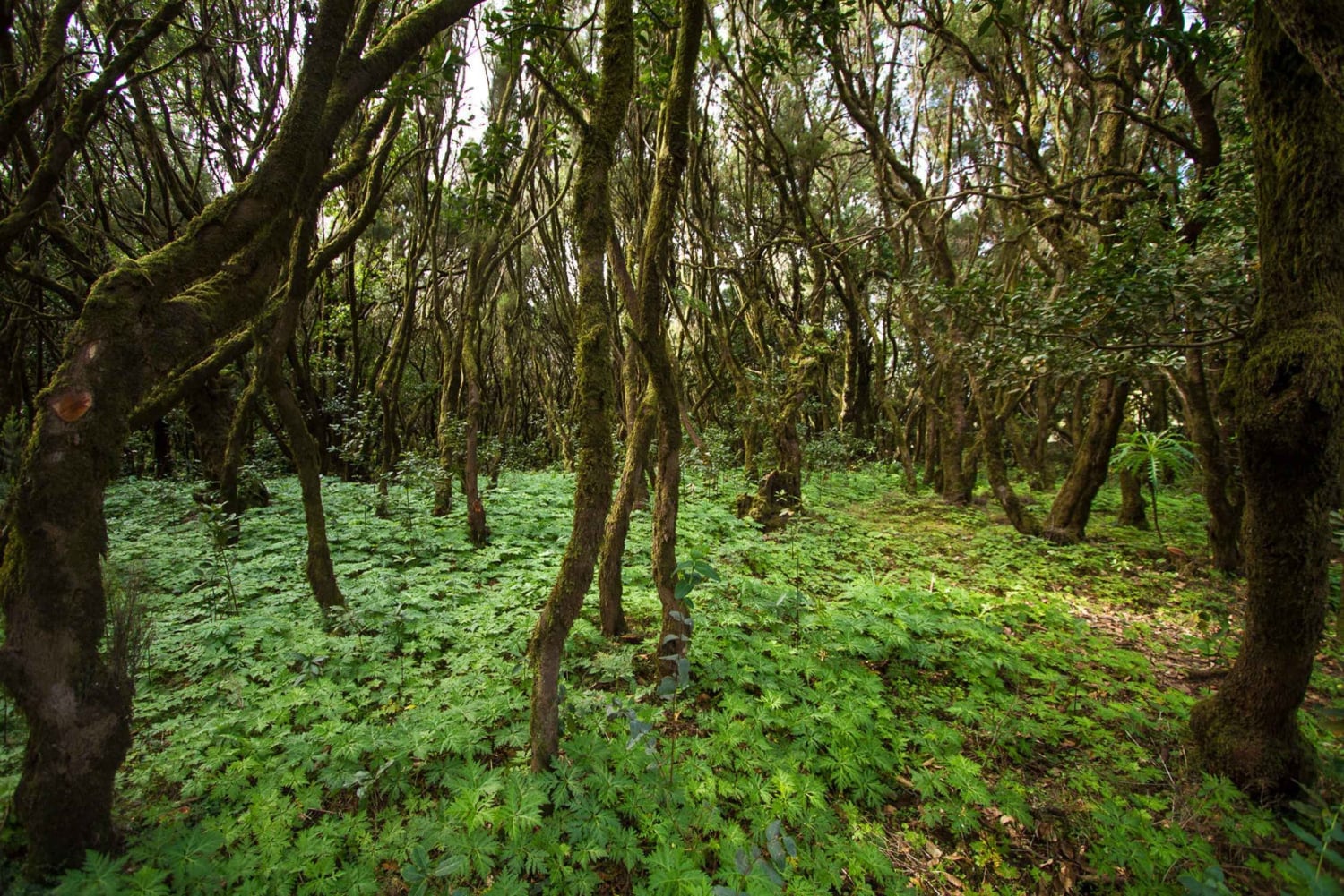 Puerto de La Cruzista: Gomeran kokopäiväretki