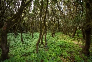 Puerto de La Cruzista: Gomeran kokopäiväretki