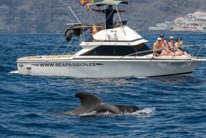 From San Juan beach : Marine Life Cruise