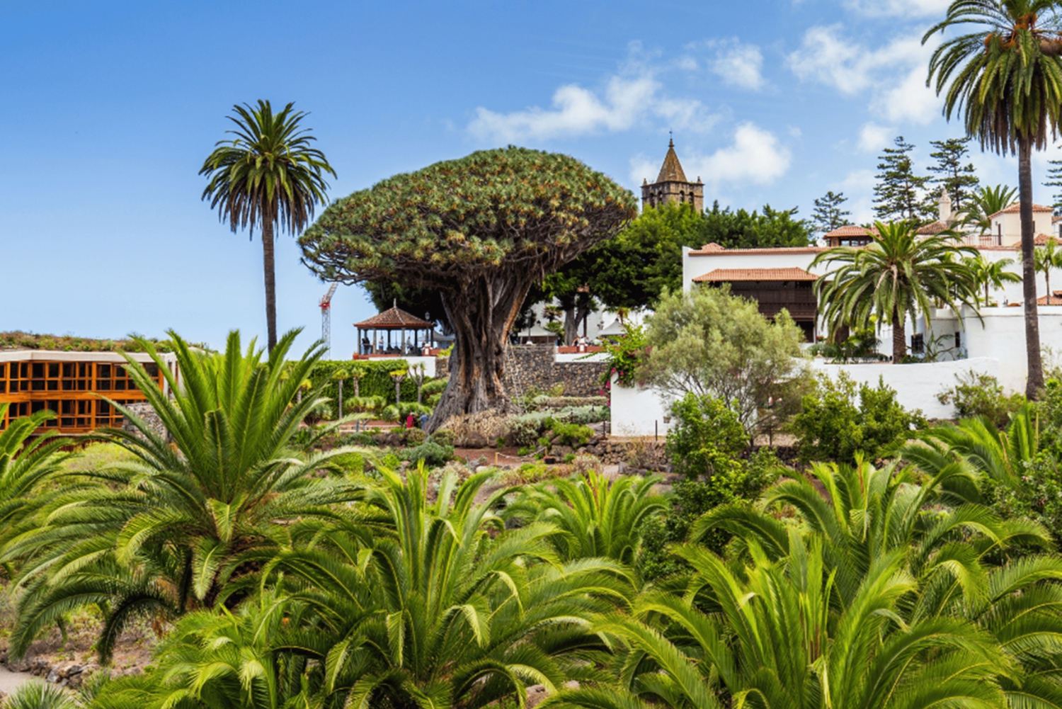 From Santa Cruz de Tenerife: Masca & Garachico Private Trip