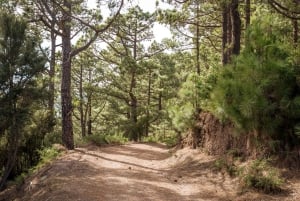 From Santa Cruz: Teide Volcano, Icod, & Garachico Tour