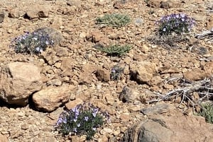 From Santa Cruz : Visit Teide National Park (for cruise-ship passengers)