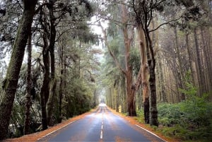 From Santa Cruz : Visit Teide National Park (for cruise-ship passengers)