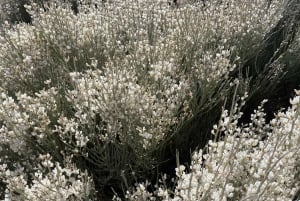 From Santa Cruz : Visit Teide National Park (for cruise-ship passengers)