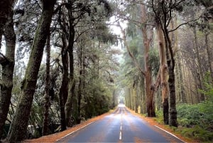 From Santa Cruz : Visit Teide National Park (for cruise-ship passengers)