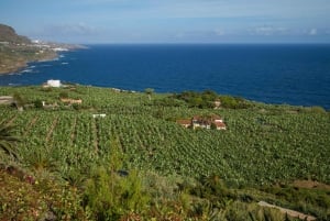 Do sul de Tenerife: excursão VIP de dia inteiro à ilha