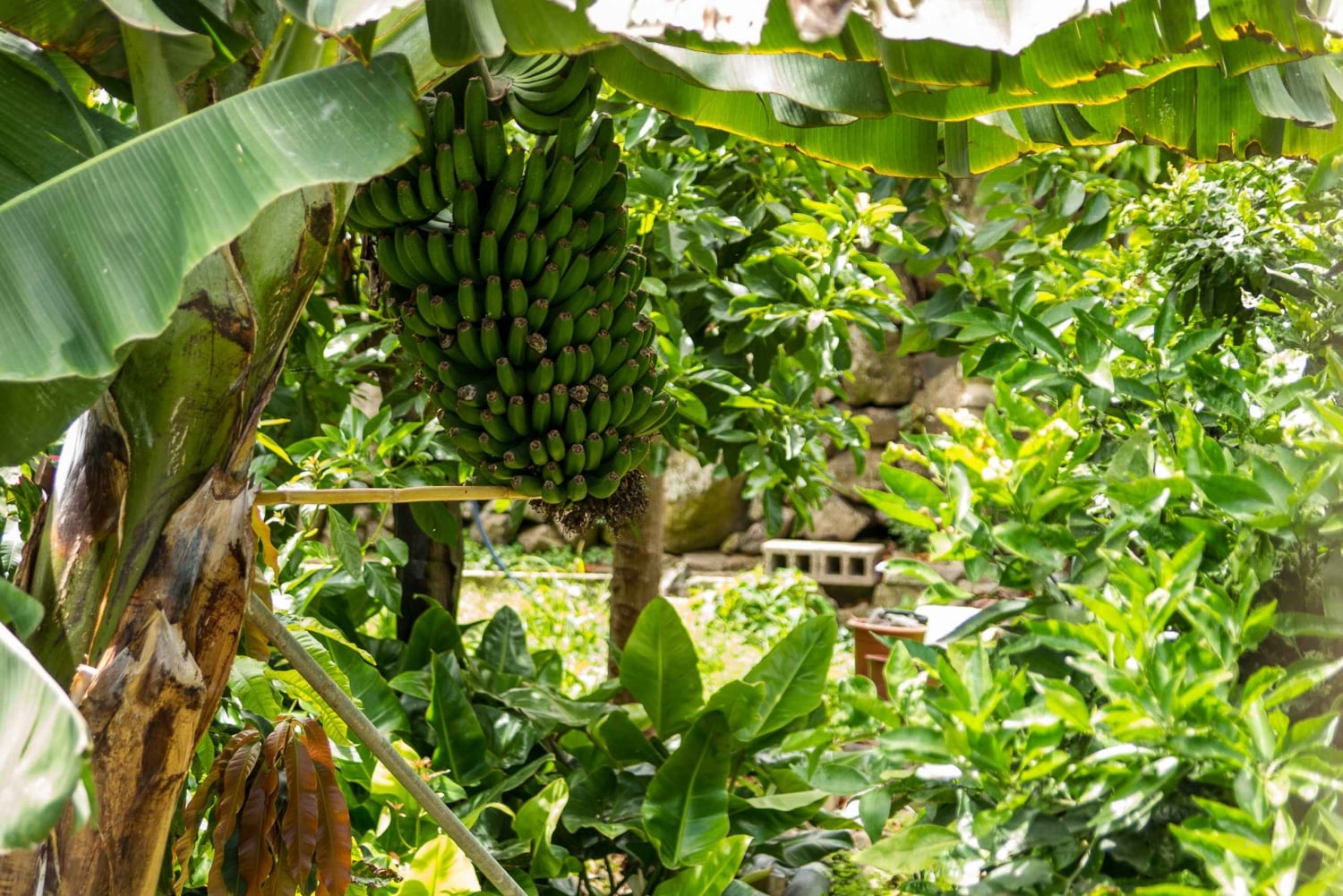 De Tenerife Sul: VIP Grand Tour Ilha de Tenerife