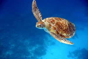 Full-Day Private Sailing and Marine Life Charter in Tenerife