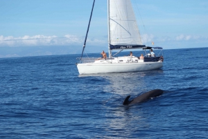Full-Day Private Sailing and Marine Life Charter in Tenerife