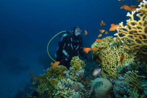  Full-Day The Best Dives for Certified Divers