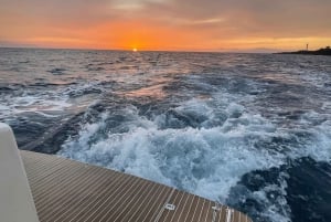 Gourmet cruise at sunset with whale watching