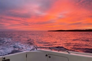 Gourmet cruise at sunset with whale watching