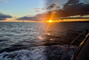 Gourmet cruise at sunset with whale watching