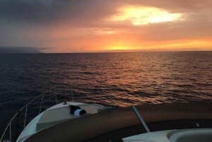 Gourmet cruise at sunset with whale watching